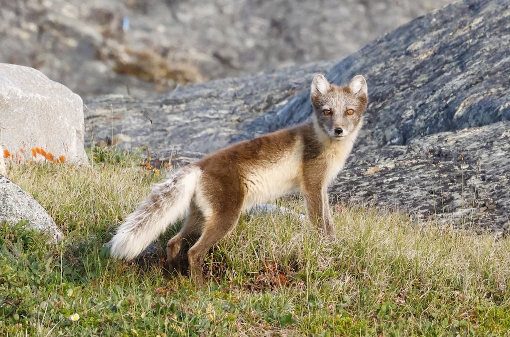 An arctic fox stands alert on rocky terrain in Whale Cove, capturing the essence of wildlife in the Canadian tundra.