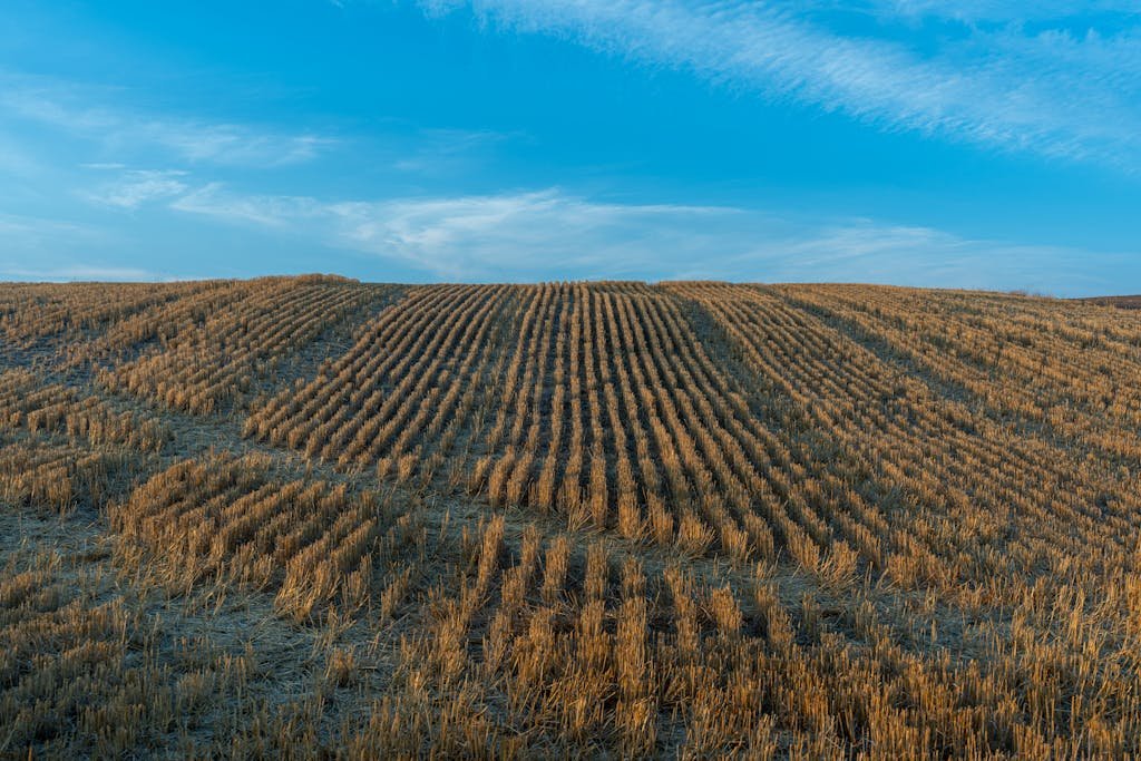Serene view of golden wheat fields under a blue sky in rural Lewiston, Utah.